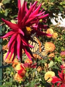 How to Build a Butterfly Garden