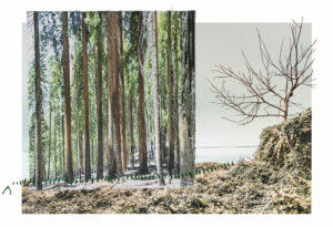 Donna Bassin: Art, Conversation & Screening